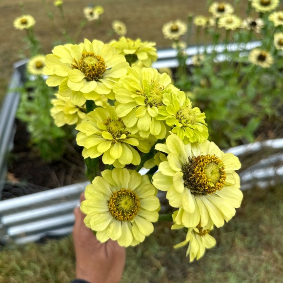 Meet your Posher, Tasha - Picture 5 of 5